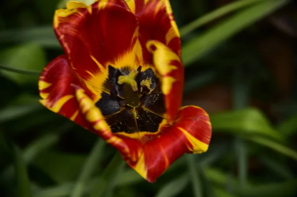 Schöne Tulpenblume Garten — Stockfoto