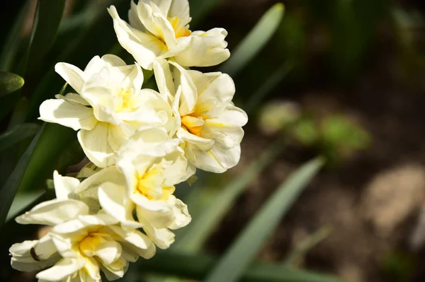 Красивый Ботанический Кадр Белых Цветов Растущих Саду — стоковое фото