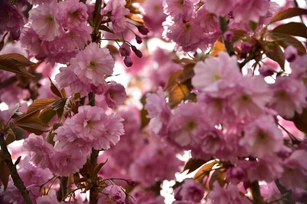 Blooming Pink Spring Flowers Garden — Stock Photo, Image