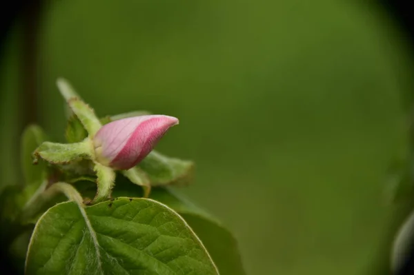 Beautiful Unripen Flowers Garden — 스톡 사진