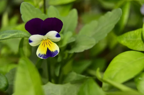 Hermosas Flores Que Crecen Jardín — Foto de Stock