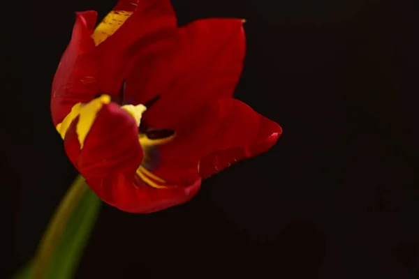 Schöne Tulpenblüte Aus Nächster Nähe Dunkler Hintergrund — Stockfoto