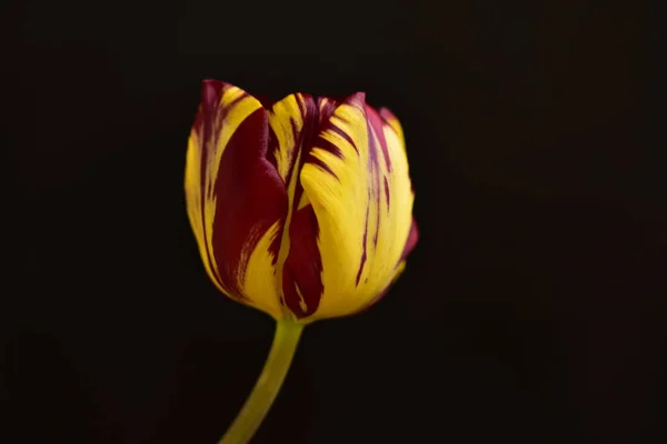 Hermosa Flor Tulipán Cerca Fondo Oscuro — Foto de Stock