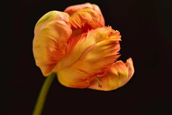 美しいチューリップの花が閉じて暗い背景 — ストック写真