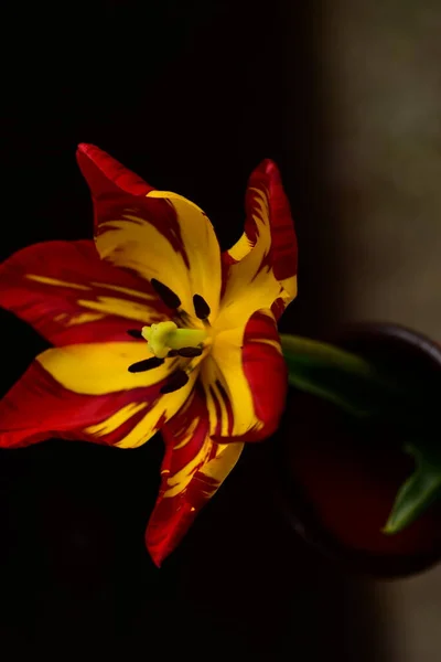 Beautiful Tulip Flower Close Dark Background —  Fotos de Stock