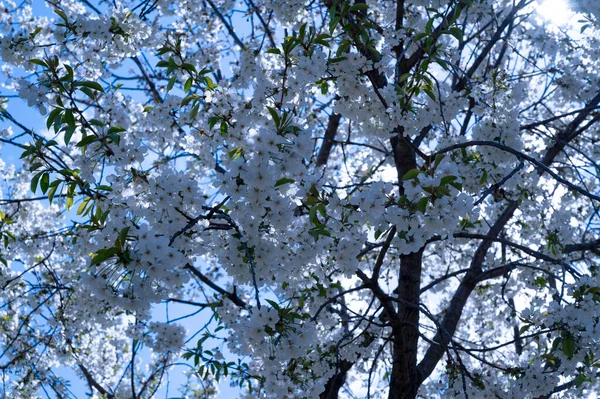Beautiful Botanical Shot White Flowers Growing Garden — Stock Photo, Image