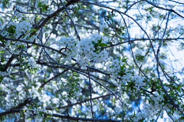 庭で育つ白い花の美しい植物のショット — ストック写真