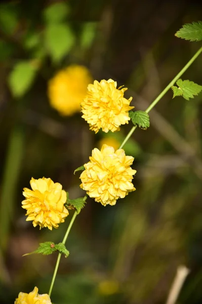 Lindas Flores Amarelas Jardim — Fotografia de Stock