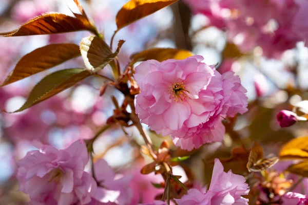 Ανθισμένα Ροζ Ανοιξιάτικα Λουλούδια Στον Κήπο — Φωτογραφία Αρχείου