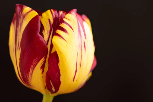 Schöne Tulpenblüte Aus Nächster Nähe Dunkler Hintergrund — Stockfoto