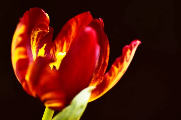 Beautiful Tulip Flower Close Dark Background — Stock Photo, Image