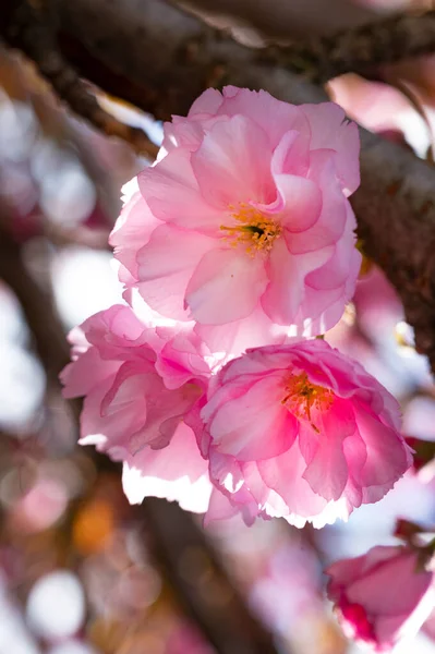 Floraison Rose Fleurs Printanières Dans Jardin — Photo