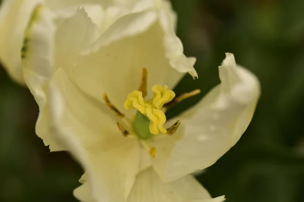 Piękny Kwiat Tulipana Ogrodzie — Zdjęcie stockowe