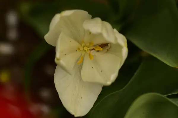 Hermosa Flor Tulipán Jardín — Foto de Stock