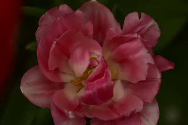 Närbild Bild Vackra Rosa Blommor — Stockfoto