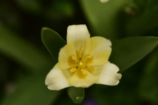 Piękny Kwiat Tulipana Ogrodzie — Zdjęcie stockowe