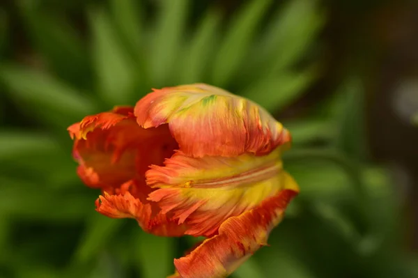 庭の美しいチューリップの花 — ストック写真