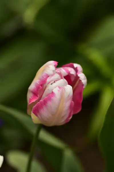 Krásná Tulipán Květina Zahradě — Stock fotografie