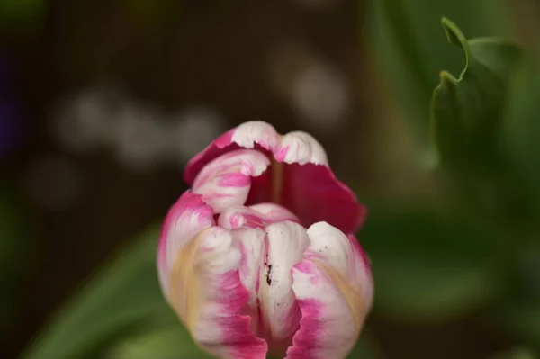 Linda Flor Tulipa Jardim — Fotografia de Stock