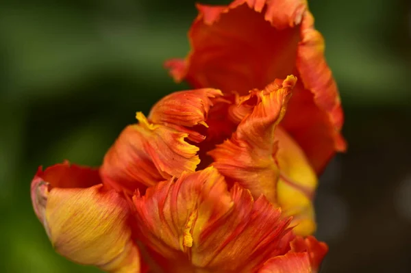 庭の美しいチューリップの花 — ストック写真