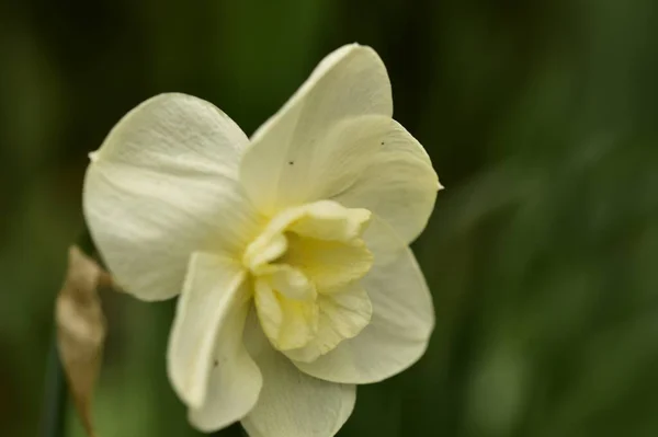 Belle Photo Botanique Fleurs Blanches Poussant Dans Jardin — Photo