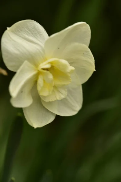 Schöne Botanische Aufnahme Weißer Blumen Die Garten Wachsen — Stockfoto