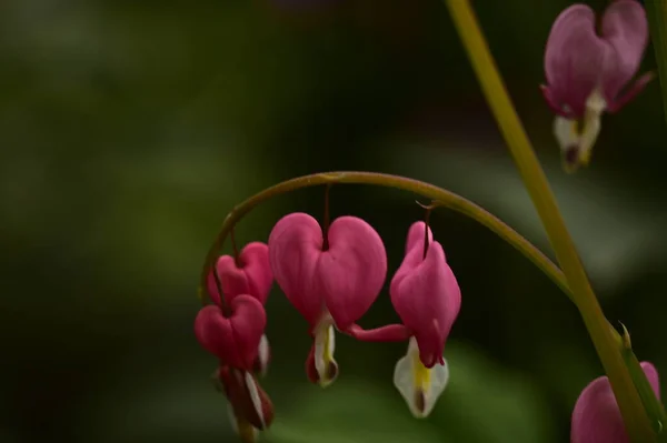 Bellissimi Fiori Rosa Che Crescono Giardino — Foto Stock