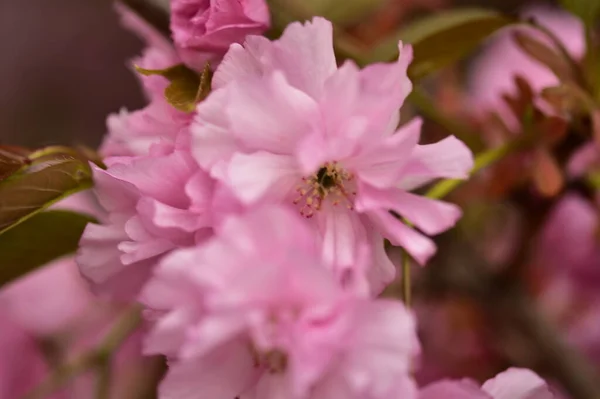 Blooming Pink Spring Flowers Garden — Stock Photo, Image