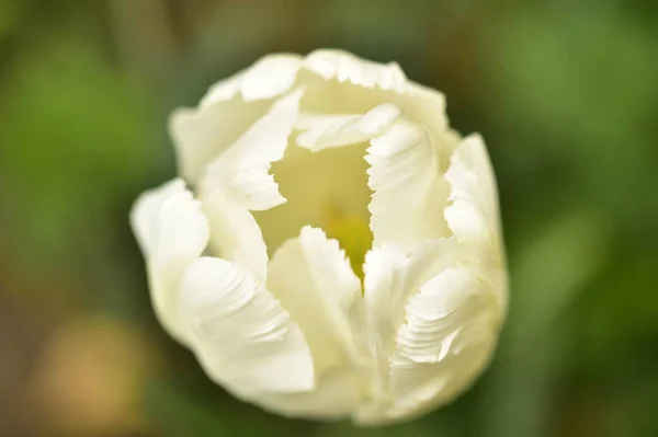 Schöne Tulpenblume Garten — Stockfoto