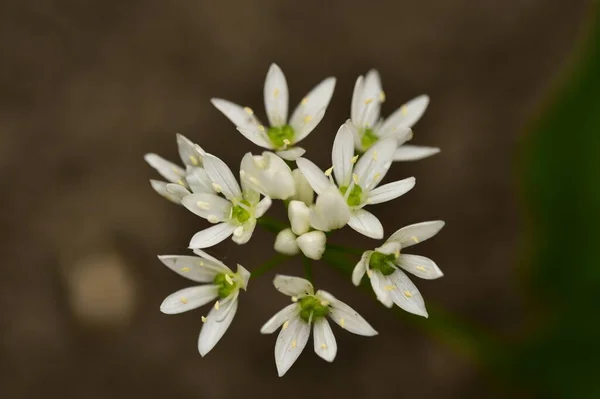 Vacker Botanisk Skott Vita Blommor Som Växer Trädgården — Stockfoto