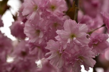 Bahçede açan pembe bahar çiçekleri