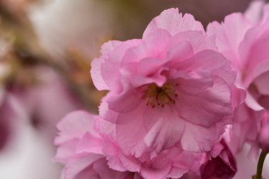 Bahçede açan pembe bahar çiçekleri