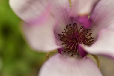Bahçedeki güzel beyaz mor çiçeğin yakın görüntüsü