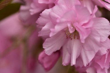 Bahçede açan pembe bahar çiçekleri