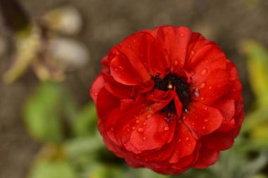 Bahçede büyüyen güzel çiçek