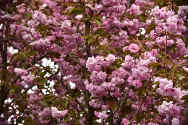 Bahçede açan pembe bahar çiçekleri