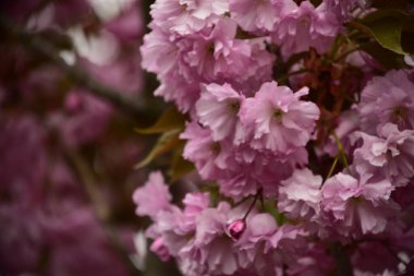 Bahçede açan pembe bahar çiçekleri