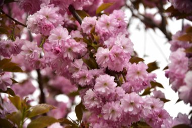 Bahçede açan pembe bahar çiçekleri