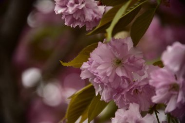 Bahçede açan pembe bahar çiçekleri