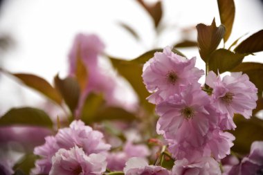 Bahçede açan pembe bahar çiçekleri
