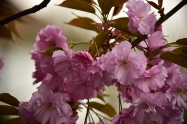 Bahçede açan pembe bahar çiçekleri