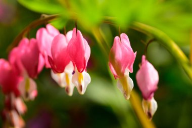 bahçede büyüyen güzel pembe çiçekler