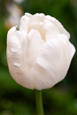 Bahçedeki güzel lale çiçeği