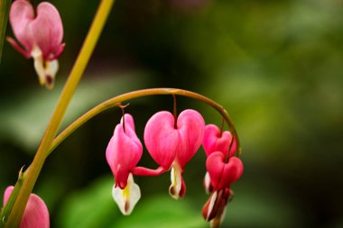 bahçede büyüyen güzel pembe çiçekler