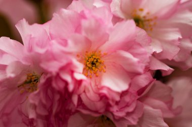 Bahçede açan pembe bahar çiçekleri