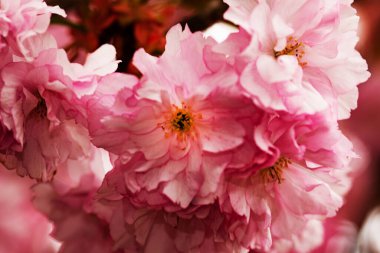 Bahçede açan pembe bahar çiçekleri