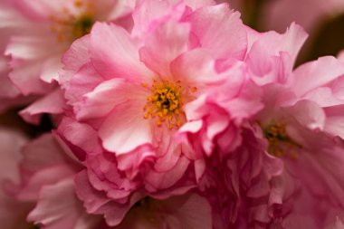 Bahçede açan pembe bahar çiçekleri