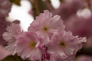 Bahçede açan pembe bahar çiçekleri