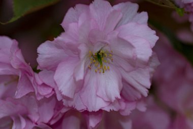 Bahçede açan pembe bahar çiçekleri