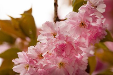 Bahçede açan pembe bahar çiçekleri